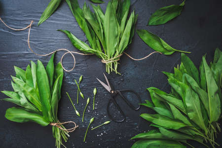 Fresh wild garlic leaves on black backgroundの写真素材
