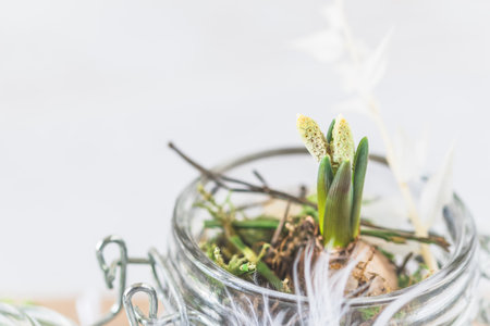 Close up of mini hyacinth in a preserving jar, decorated with feathers, spring or easter decorationの写真素材