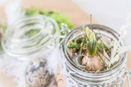 Mini hyacinth in preserving jar, decorated with feathers, spring or easter decorationの写真素材