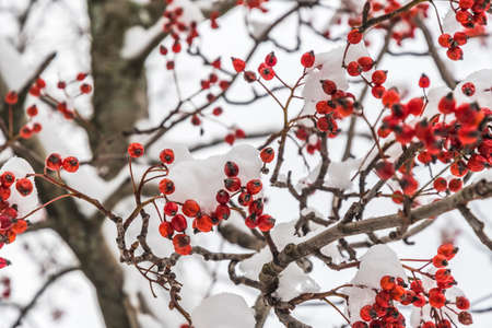 Rose hips on a bush in winter