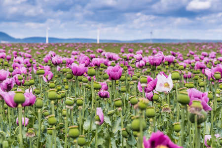 Field of pink opium poppy, also called breadseed poppies, on a cloudy spring dayの写真素材