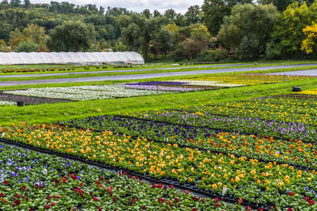 Field of colorful pansies in plant pots at a nurseryの写真素材