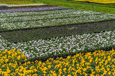 Field of colorful pansies in plant pots at a nurseryの写真素材