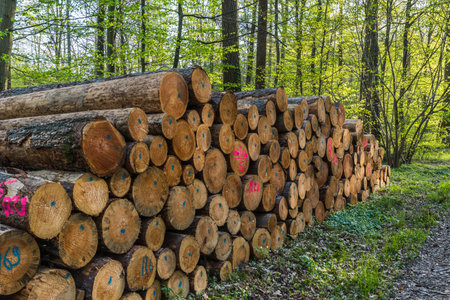 Stacked tree trunks in a mixed forest on a sunny day in springtimeの写真素材