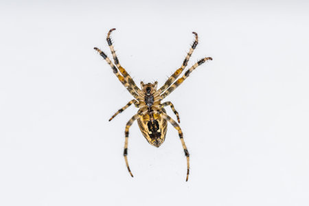 Araneus cross spider from below, isolatedの写真素材