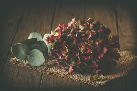 Half-dried and slightly faded pink hydrangea flower and an eucalyptus branch on dark wooden background, beautiful vintage autumn decorationの写真素材