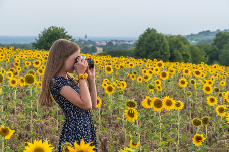 Girl taking a picture in a field of sunflowersの写真素材