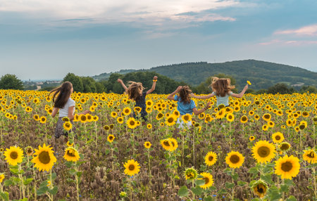 Four teenage girls have fun in a sunflower field in summer, copy spaceの写真素材