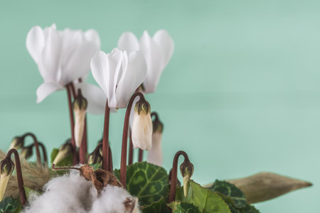 Cyclamen with white flowers, light green background, close up, copy spaceの写真素材