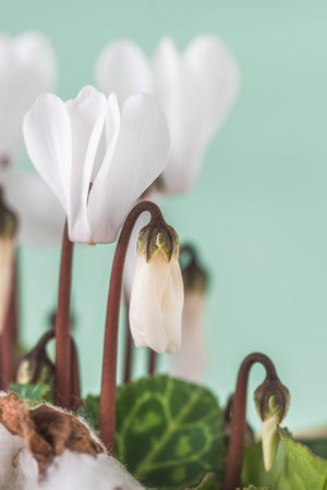 Cyclamen with white flowers, light green background, close upの写真素材