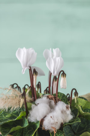 Cyclamen with white flowers, light green background, close up, copy spaceの写真素材
