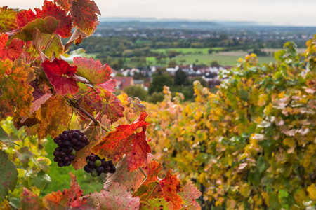 Autumn colored vine leaves and red grapes on the vine, in the background a view of the valleyの写真素材