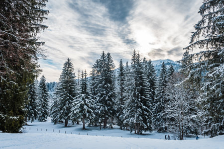 Snowy landscape in the German Alps on a cloudy winter afternoonの写真素材