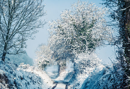 Snowy winter landscape with treesの写真素材