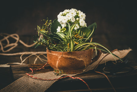 Flaming Katy plant (kalanchoe blossfeldiana), also known as widow's thrill or Christmas kalanchoe, in a stoneware mug on a rustic wooden tableの写真素材