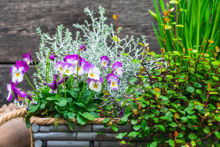 Gray wooden flower box with winter and spring plants. Leucophyta brownii, daffodils, muehlenbeckia axillaris and pansiesの写真素材