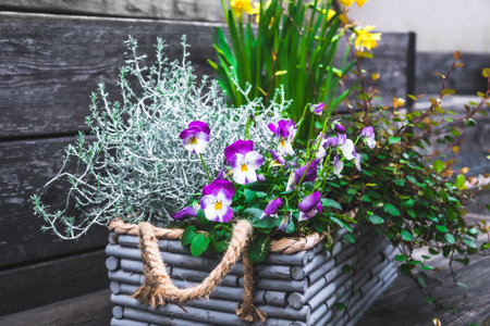 Gray wooden flower box with winter and spring plants. Leucophyta brownii, daffodils, muehlenbeckia axillaris and pansiesの写真素材