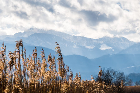 Grasses in the wind in front of the panorama of the Alps on a cloudy winter day, copy spaceの写真素材