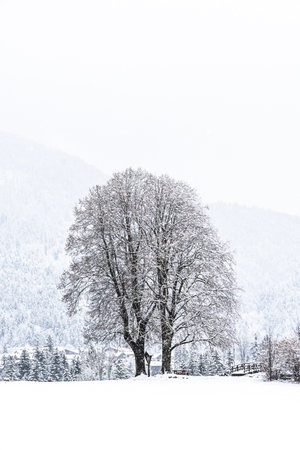 Large deciduous tree in a snowy field on a cloudy winter day, vertical with copy spaceの写真素材