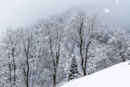 Freshly snow-covered mixed forest on a mountainの写真素材