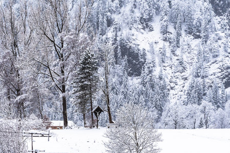 Freshly snow-covered mixed forest on a mountainの写真素材