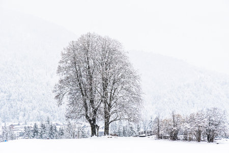 Large deciduous tree in a snowy field on a cloudy winter day, copy spaceの写真素材