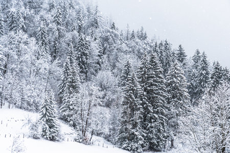 Freshly snow-covered mixed forest on a mountainの写真素材