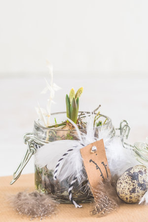 Mini hyacinth in a preserving jar, decorated with feathers, spring or easter decoration, vertical with copy spaceの写真素材