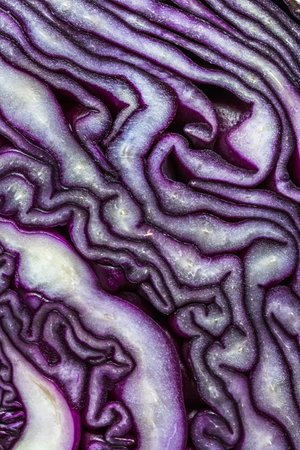 Cross section of red cabbageの写真素材