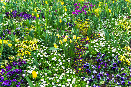 Bed of colorful spring flowersの写真素材