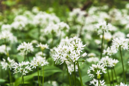Blooming wild garlic in the forest in springの写真素材