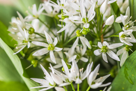 Wild garlic blossoms and leavesの写真素材