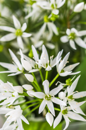 Wild garlic blossoms and leaves, verticalの写真素材