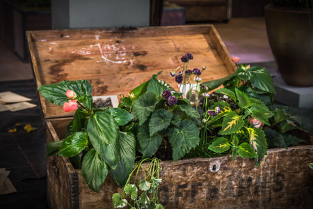 Old wooden box with a lid planted with various green plants