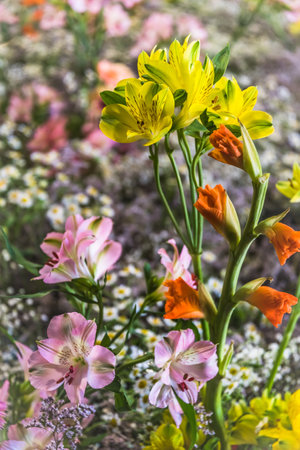 Various lilies, gladioli and other spring flowers in a bed, flower pot, colorful mixの写真素材