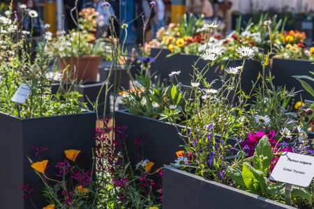 Black tubs planted with colorful summer flowers in a garden exhibition, some signs show the names of the plants in latin and german.の写真素材