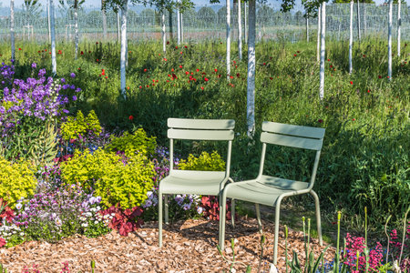 Two light green metal chairs in a lush blooming gardenの写真素材