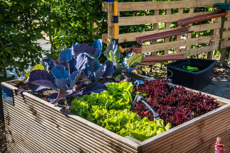Wooden raised beds for vegetables and saladの写真素材