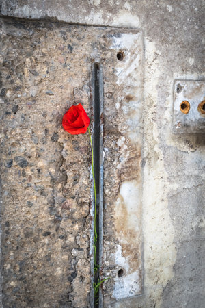 Poppy on old dingy concrete wall, verticalの写真素材
