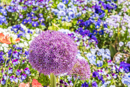 Bed of colorful spring flowers in a landscape park, focus on the big blossom of Persian onion (allium cristophii) with beesの写真素材