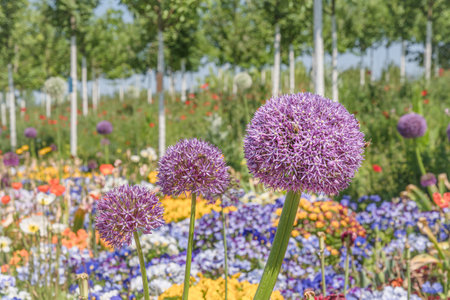 Bed of colorful spring flowers in a landscape park, focus on the big blossom of Persian onion (allium cristophii) with beesの写真素材