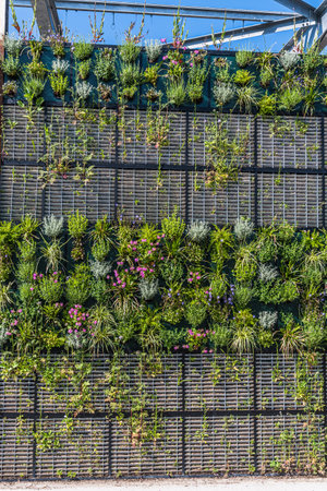 Various plants in a vertical garden, greening concept, modern urban gardenの写真素材