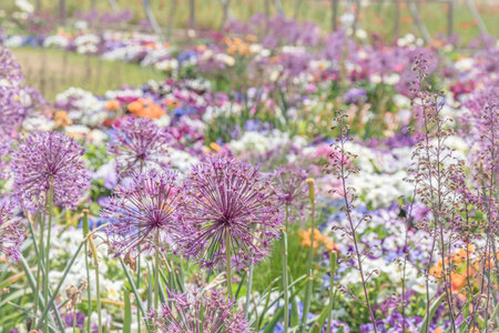 Bed of colorful spring flowers in a landscape park, focus on the big blossom of Persian onion (allium cristophii)の写真素材