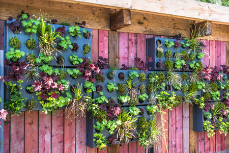 Colorful plants in a vertical garden, greening concept, modern urban gardenの写真素材