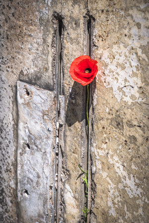 Poppy on old dingy concrete wall, verticalの写真素材