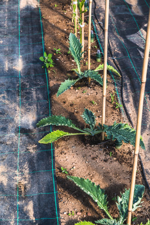 Young artichoke plants in the greenhouse, verticalの写真素材