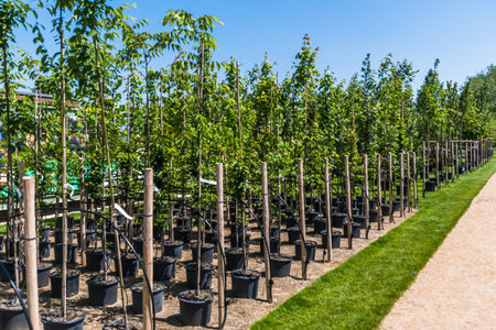 Rows of young trees in plastic pots with water irrigation system in a tree nursery, plant nurseryの写真素材