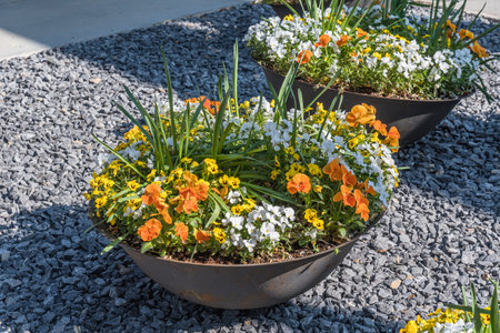 Beautiful colorful potted plants and flowers, pansies, in a big stoneware flower pot for balcony, patio or terraceの写真素材