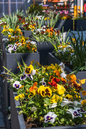 Outdoor flower pots with pansies for small garden, patio or terrace. vertical.の写真素材