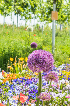 Bed of colorful spring flowers in a landscape park, focus on the big blossom of Persian onion (allium cristophii), verticalの写真素材